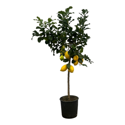 Citrus Limon 1 - LushLeaf | Online planten bestellen