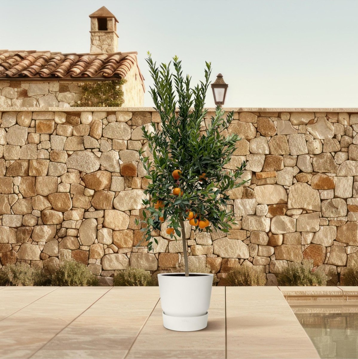 Citrus Mandarino 3 - LushLeaf | Online planten bestellen