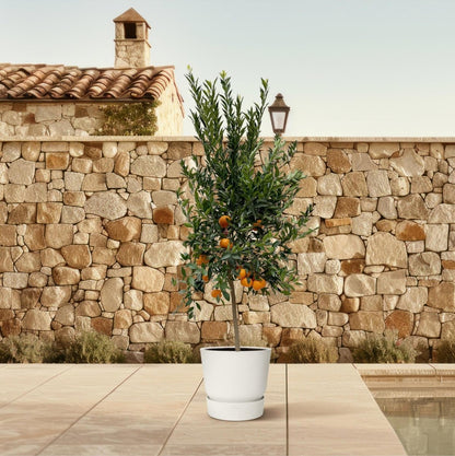 Citrus Mandarino 3 - LushLeaf | Online planten bestellen