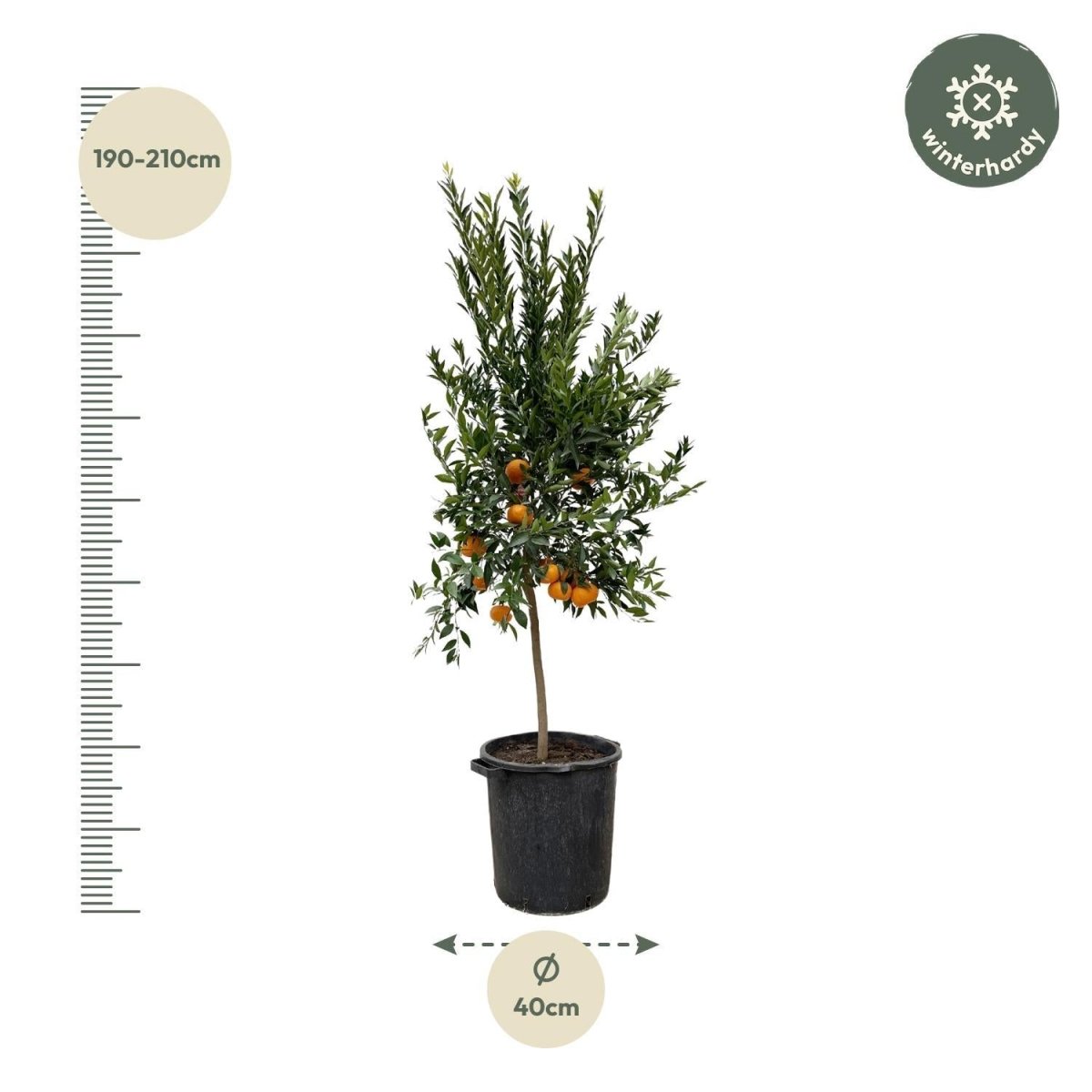 Citrus Mandarino 4 - LushLeaf | Online planten bestellen