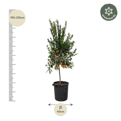 Citrus Mandarino 4 - LushLeaf | Online planten bestellen