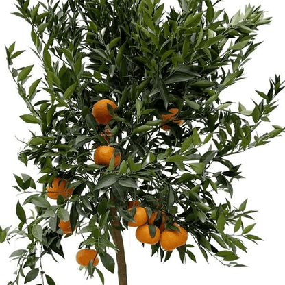 Citrus Mandarino 2 - LushLeaf | Online planten bestellen
