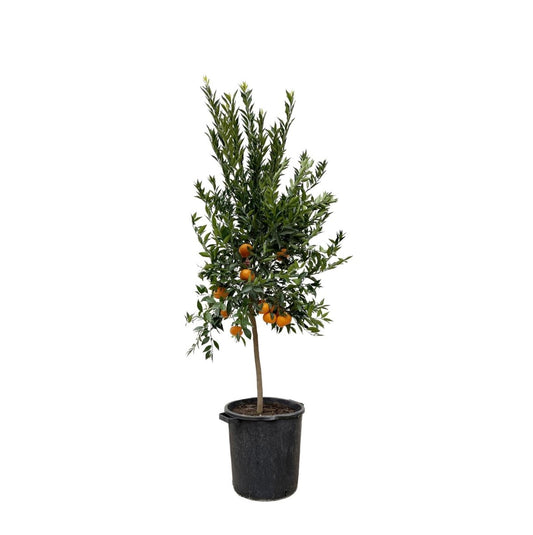 Citrus Mandarino 1 - LushLeaf | Online planten bestellen