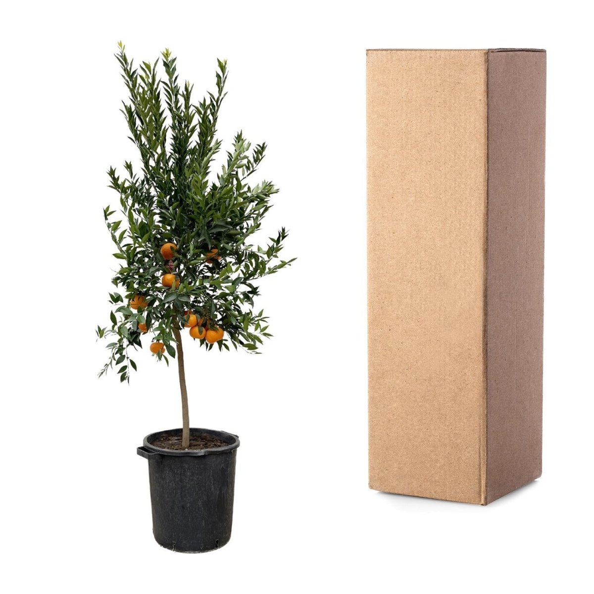 Citrus Mandarino 5 - LushLeaf | Online planten bestellen