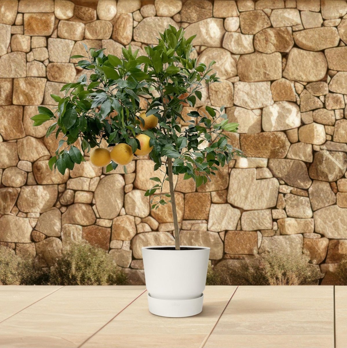 Citrus Pompelmo 3 - LushLeaf | Online planten bestellen