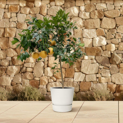 Citrus Pompelmo 3 - LushLeaf | Online planten bestellen