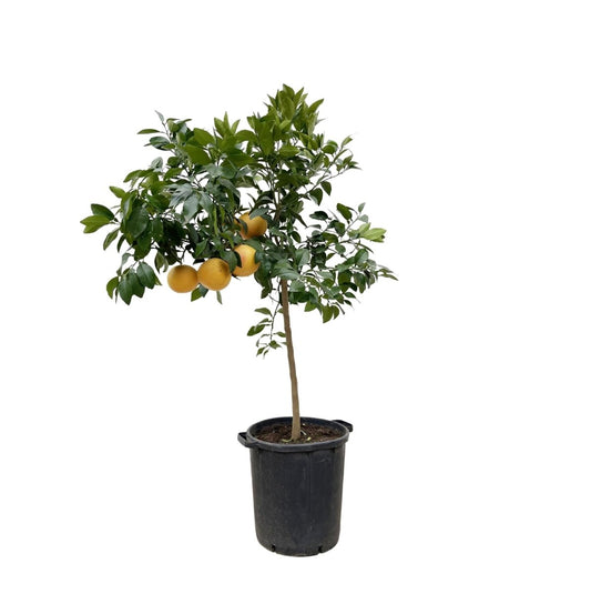 Citrus Pompelmo 1 - LushLeaf | Online planten bestellen