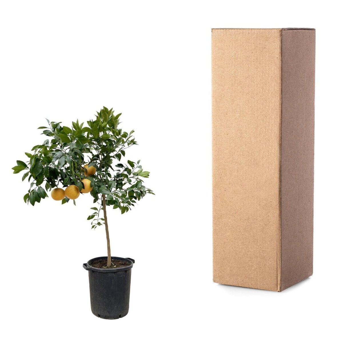 Citrus Pompelmo 5 - LushLeaf | Online planten bestellen
