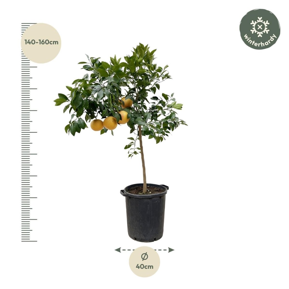 Citrus Pompelmo 4 - LushLeaf | Online planten bestellen