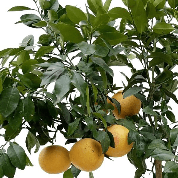 Citrus Pompelmo 2 - LushLeaf | Online planten bestellen