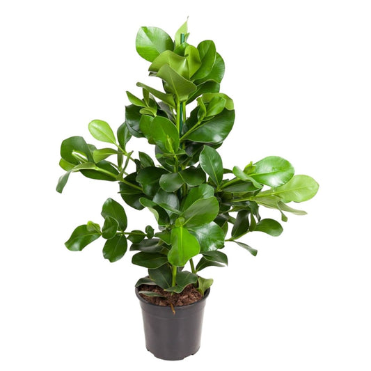 Clusia Rosea 1 - LushLeaf | Online planten bestellen