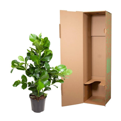 Clusia Rosea 5 - LushLeaf | Online planten bestellen