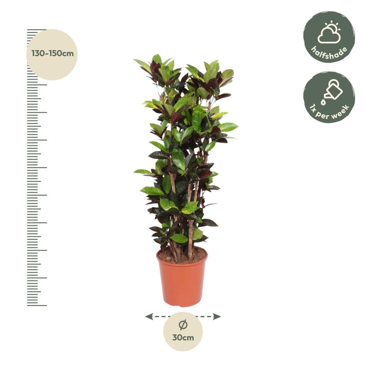Codiaeum Croton Iceton 4 - LushLeaf | Online planten bestellen
