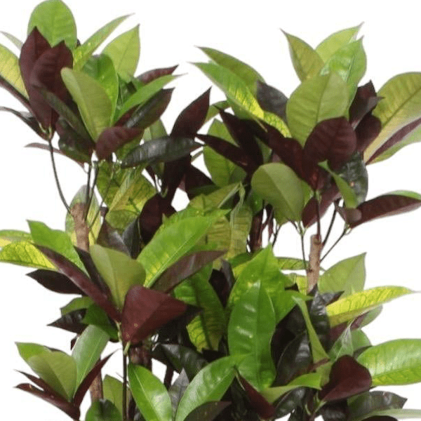 Codiaeum Croton Iceton 2 - LushLeaf | Online planten bestellen