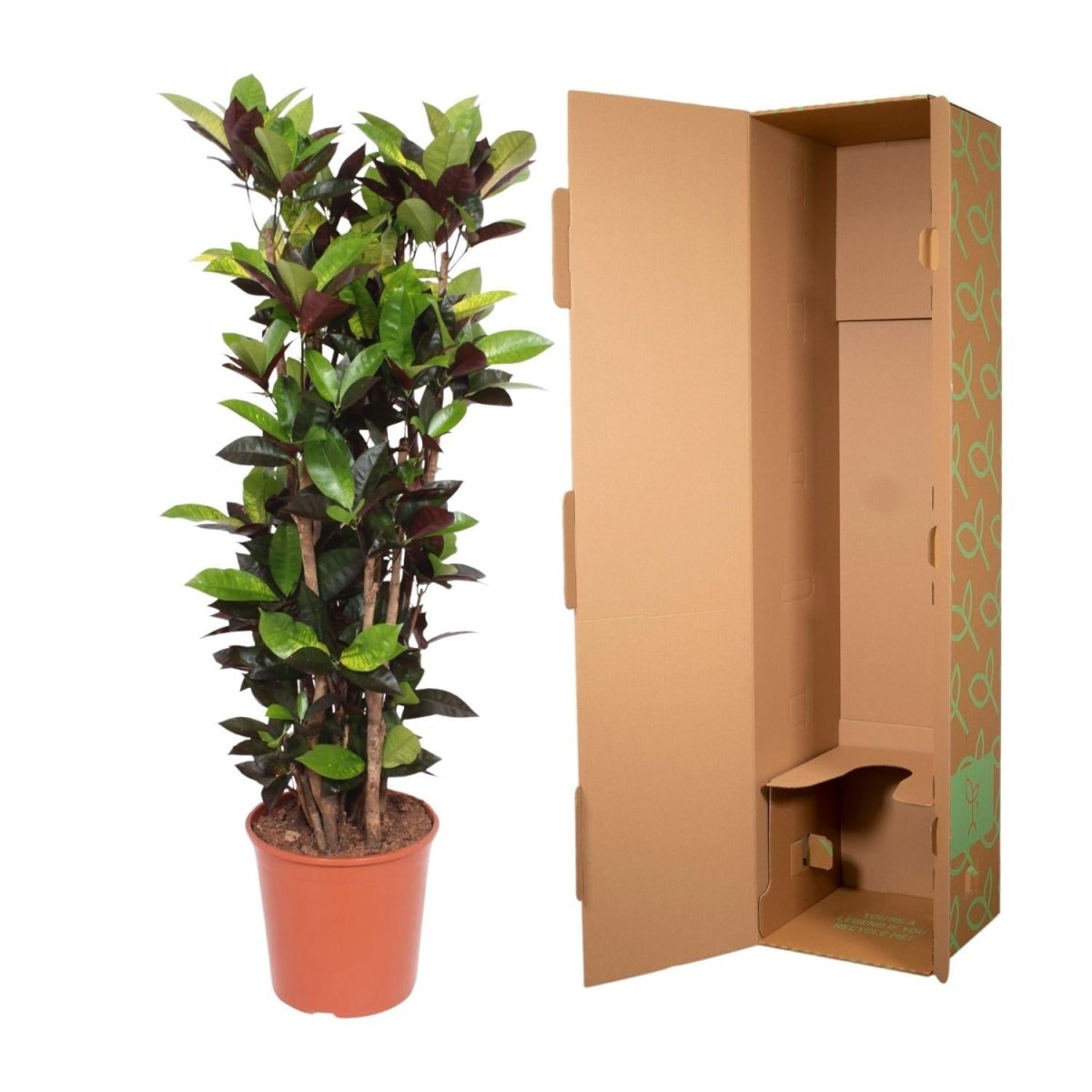 Codiaeum Croton Iceton 5 - LushLeaf | Online planten bestellen
