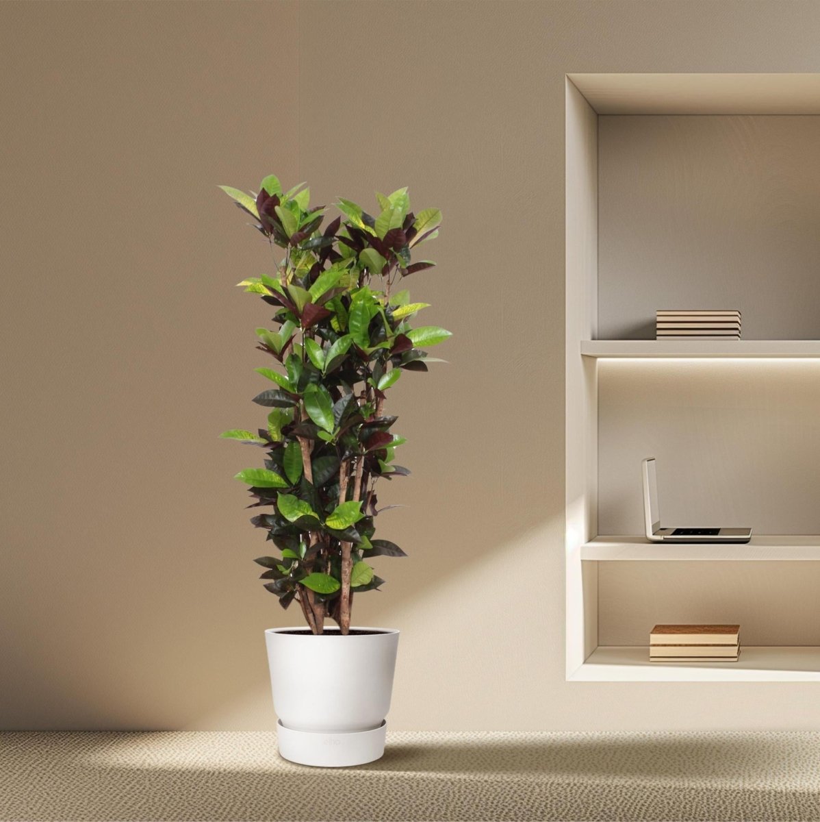 Codiaeum Croton Iceton 3 - LushLeaf | Online planten bestellen