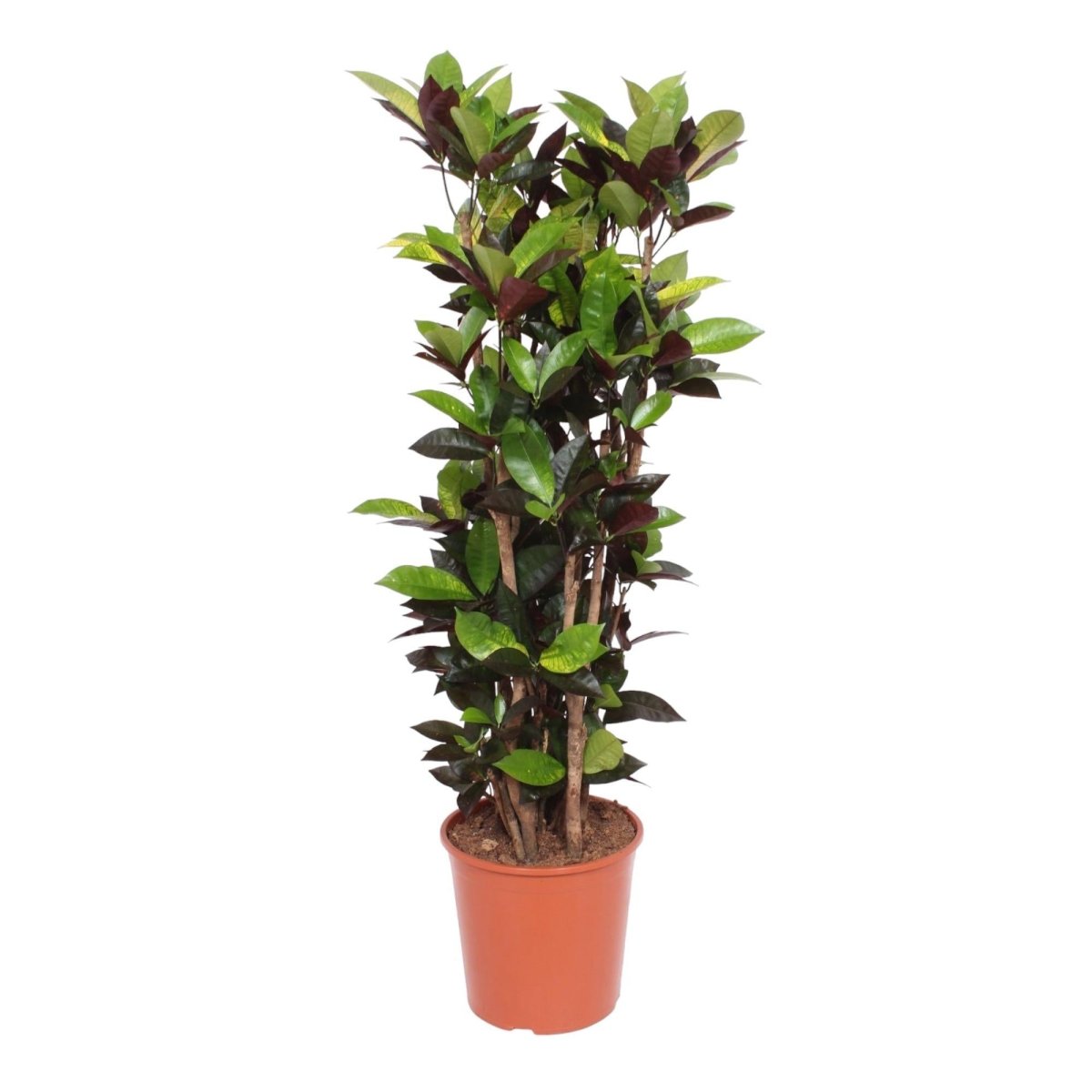 Codiaeum Croton Iceton 1 - LushLeaf | Online planten bestellen