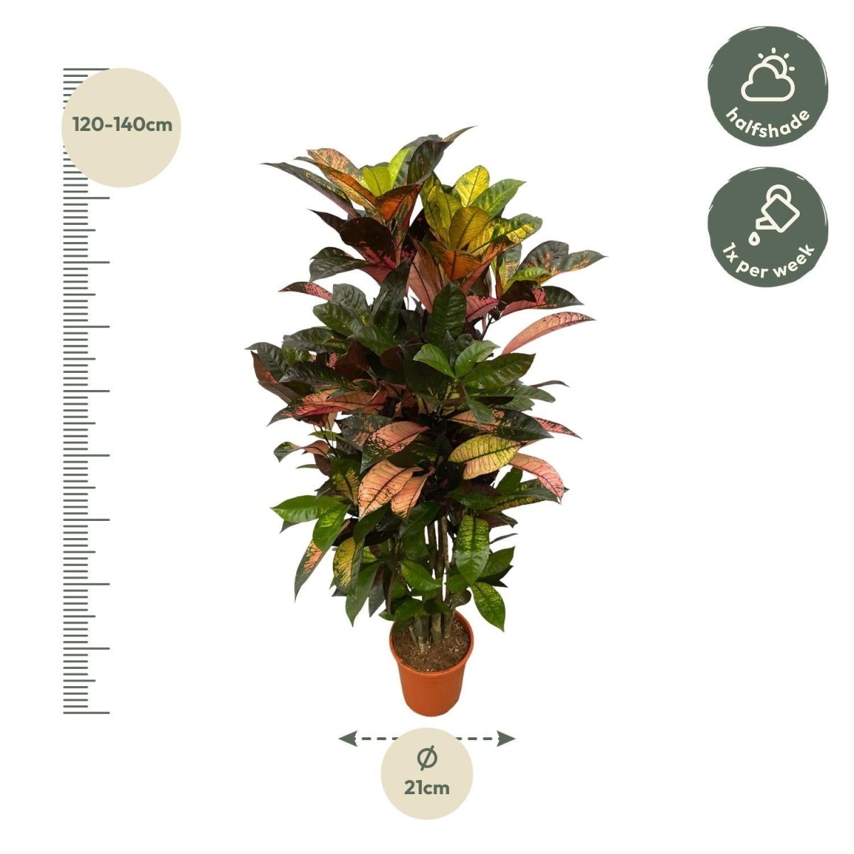 Codiaeum Croton Iceton vertakt 4 - LushLeaf | Online planten bestellen