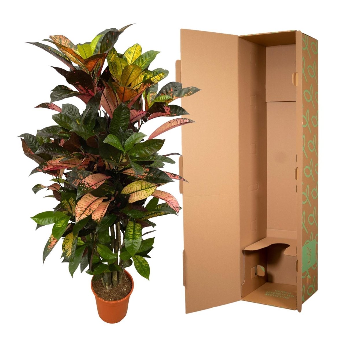 Codiaeum Croton Iceton vertakt 5 - LushLeaf | Online planten bestellen