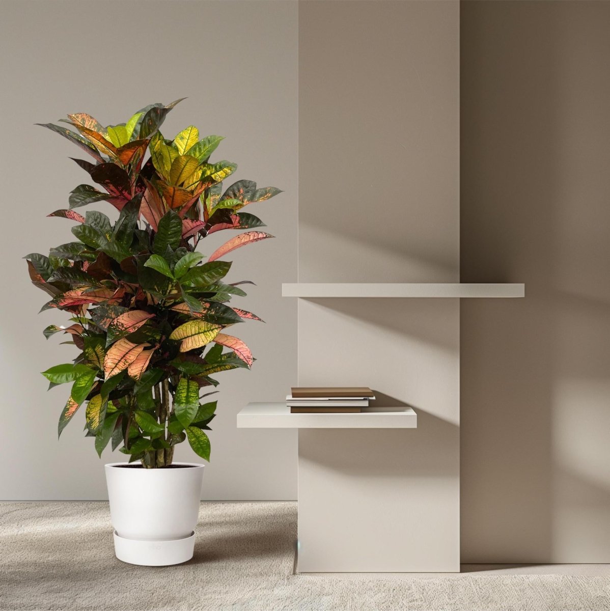 Codiaeum Croton Iceton vertakt 3 - LushLeaf | Online planten bestellen