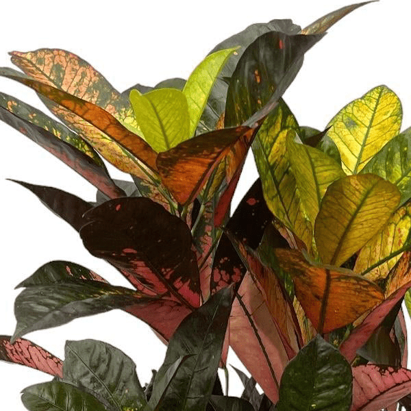 Codiaeum Croton Iceton vertakt 2 - LushLeaf | Online planten bestellen