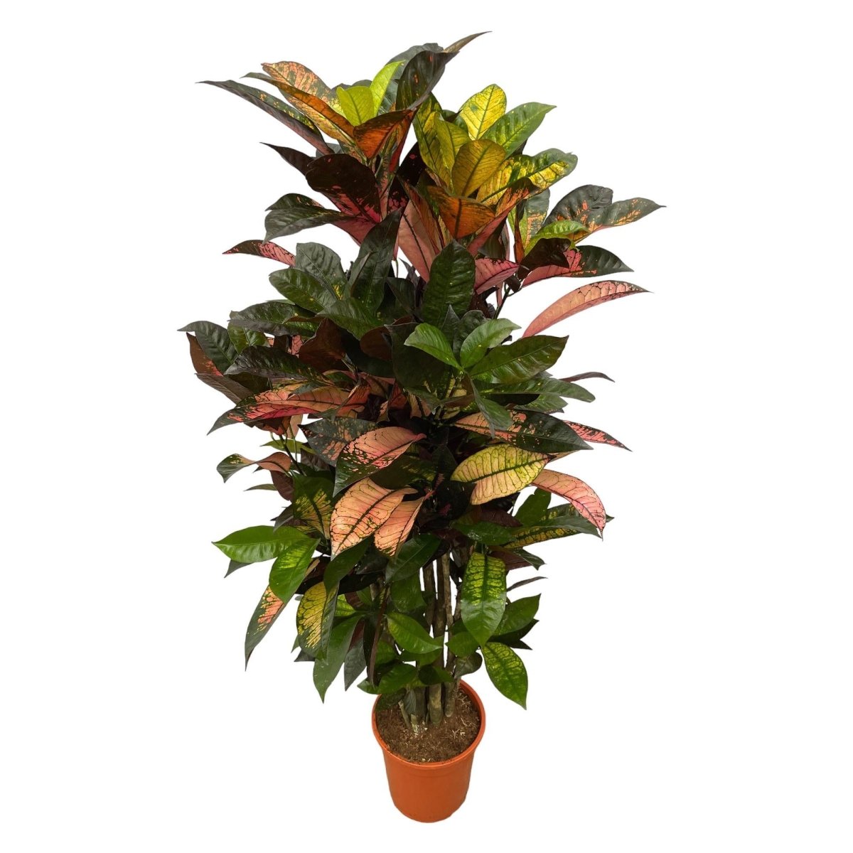 Codiaeum Croton Iceton vertakt 1 - LushLeaf | Online planten bestellen