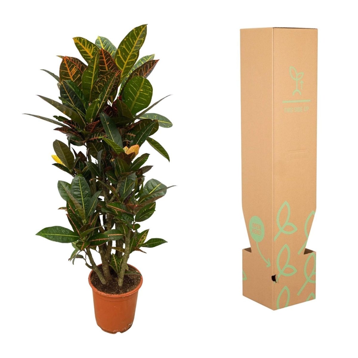 Codiaeum Croton Petra vertakt 5 - LushLeaf | Online planten bestellen
