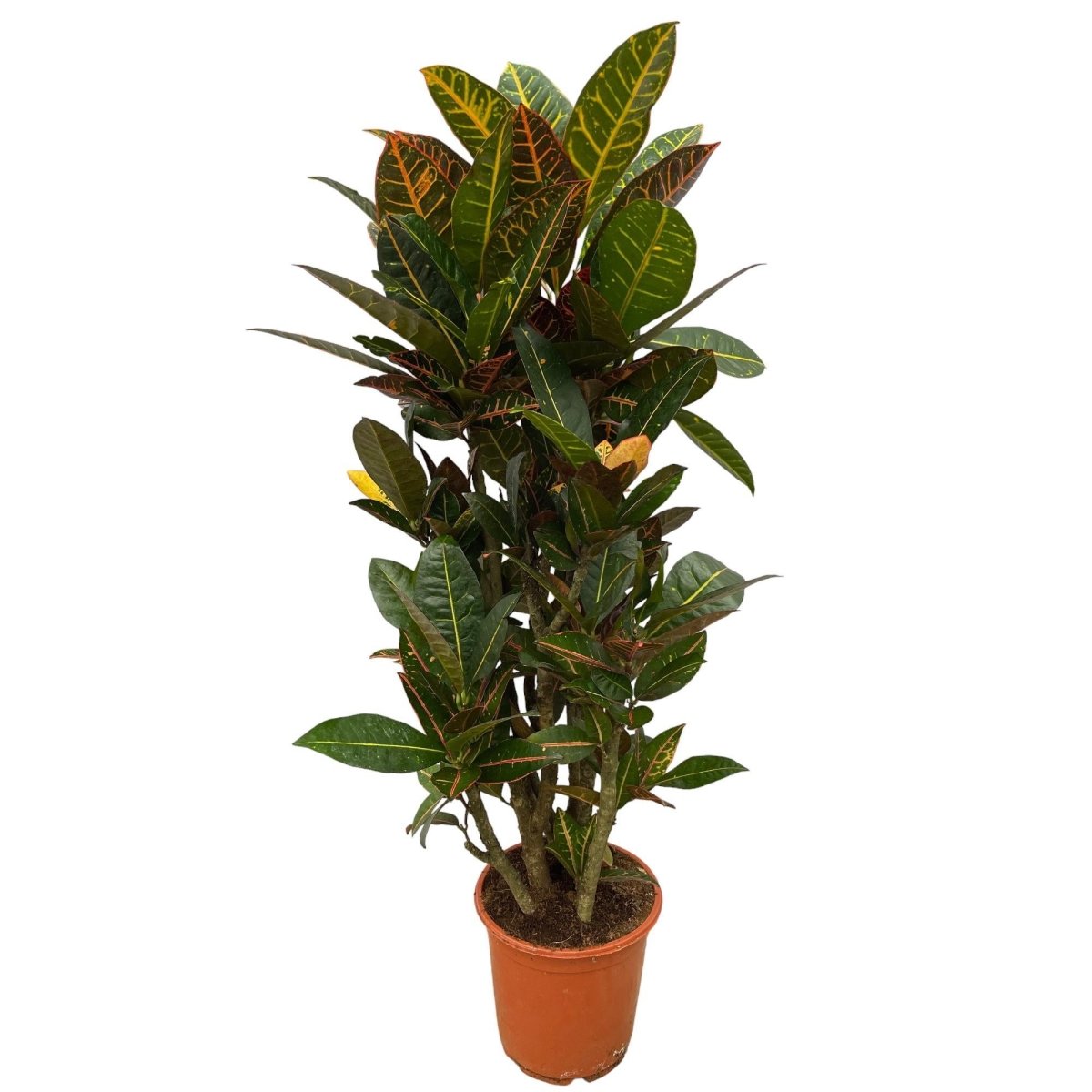 Codiaeum Croton Petra vertakt 1 - LushLeaf | Online planten bestellen
