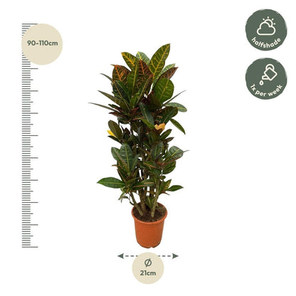 Codiaeum Croton Petra vertakt 4 - LushLeaf | Online planten bestellen