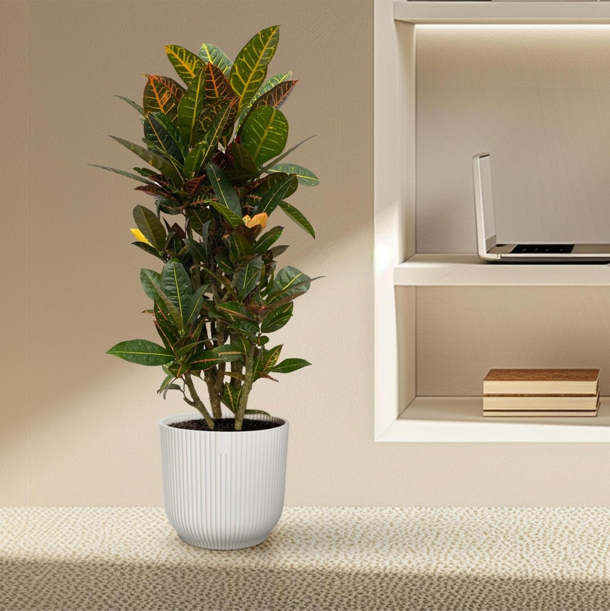 Codiaeum Croton Petra vertakt 3 - LushLeaf | Online planten bestellen
