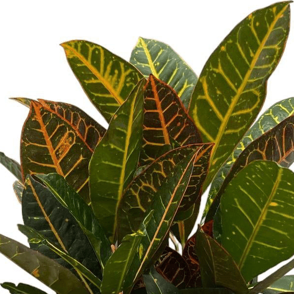 Codiaeum Croton Petra vertakt 2 - LushLeaf | Online planten bestellen