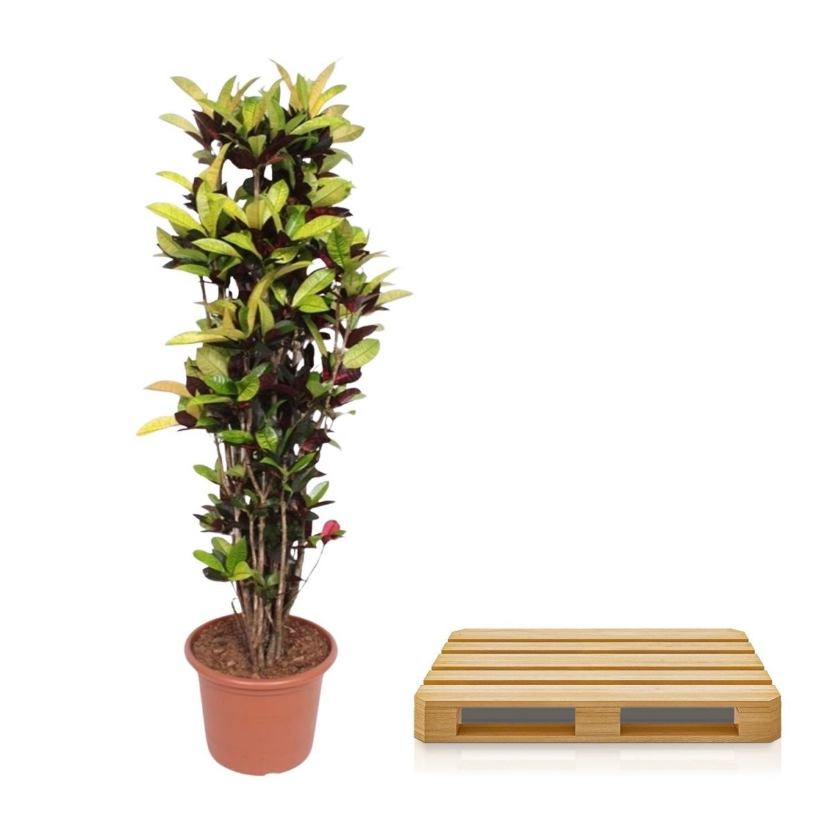 Codiaeum Iceton 5 - LushLeaf | Online planten bestellen