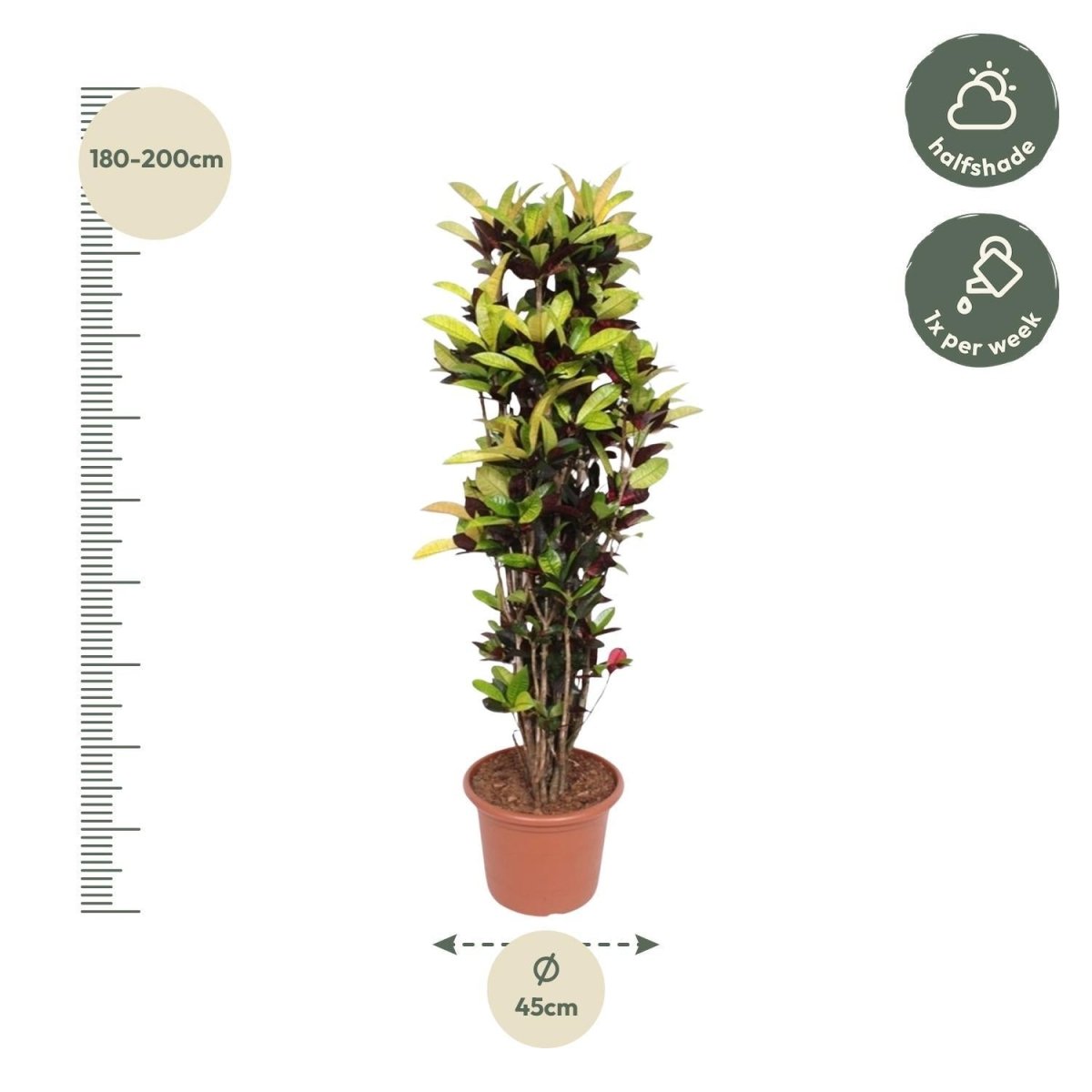 Codiaeum Iceton 4 - LushLeaf | Online planten bestellen