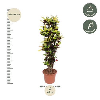 Codiaeum Iceton 4 - LushLeaf | Online planten bestellen