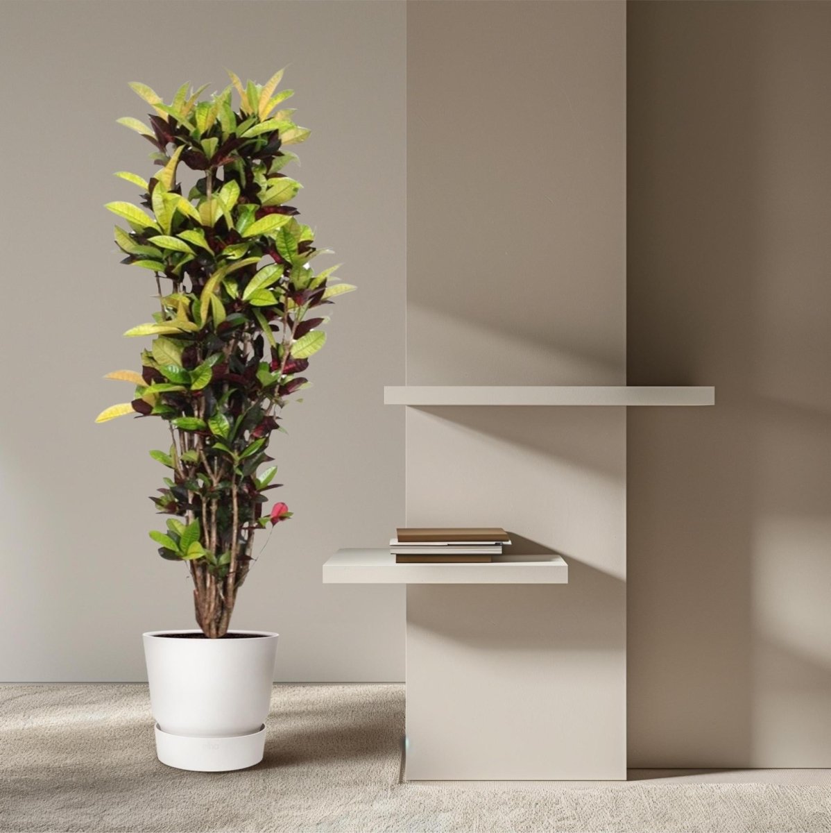 Codiaeum Iceton 3 - LushLeaf | Online planten bestellen