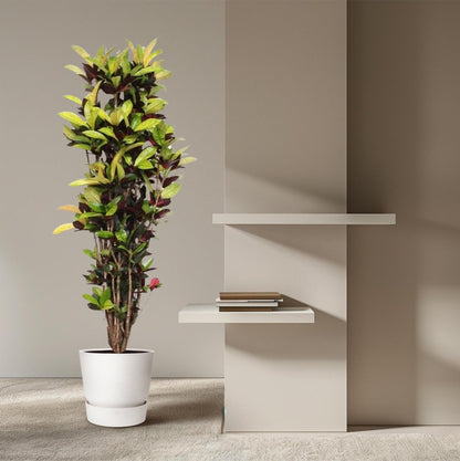Codiaeum Iceton 3 - LushLeaf | Online planten bestellen