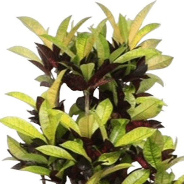 Codiaeum Iceton 2 - LushLeaf | Online planten bestellen