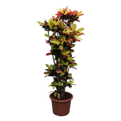 Codiaeum Iceton 6 - LushLeaf | Online planten bestellen