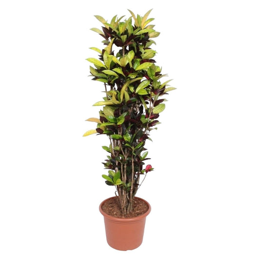 Codiaeum Iceton 1 - LushLeaf | Online planten bestellen
