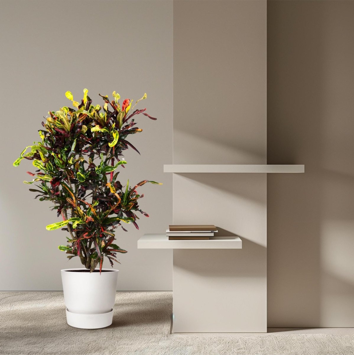 Codiaeum Mammi vertakt 3 - LushLeaf | Online planten bestellen