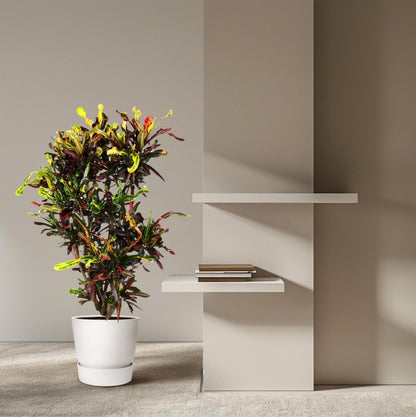 Codiaeum Mammi vertakt 3 - LushLeaf | Online planten bestellen