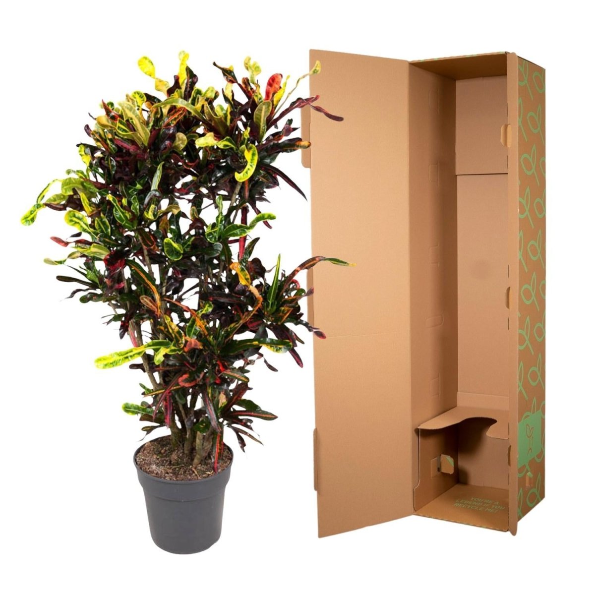 Codiaeum Mammi vertakt 5 - LushLeaf | Online planten bestellen