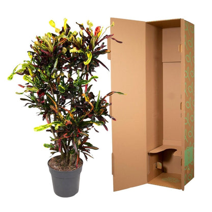 Codiaeum Mammi vertakt 5 - LushLeaf | Online planten bestellen