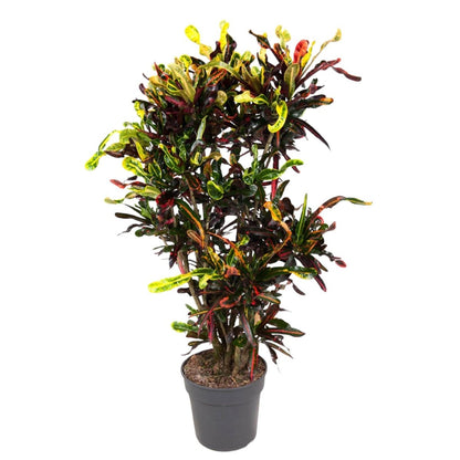 Codiaeum Mammi vertakt 1 - LushLeaf | Online planten bestellen