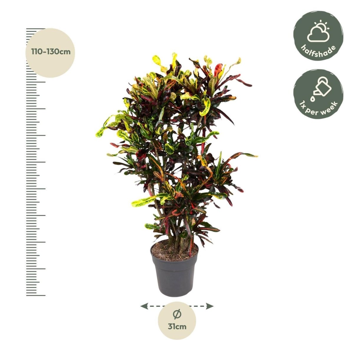 Codiaeum Mammi vertakt 4 - LushLeaf | Online planten bestellen