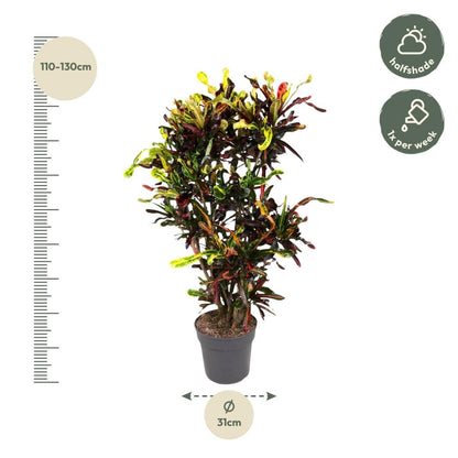 Codiaeum Mammi vertakt 4 - LushLeaf | Online planten bestellen