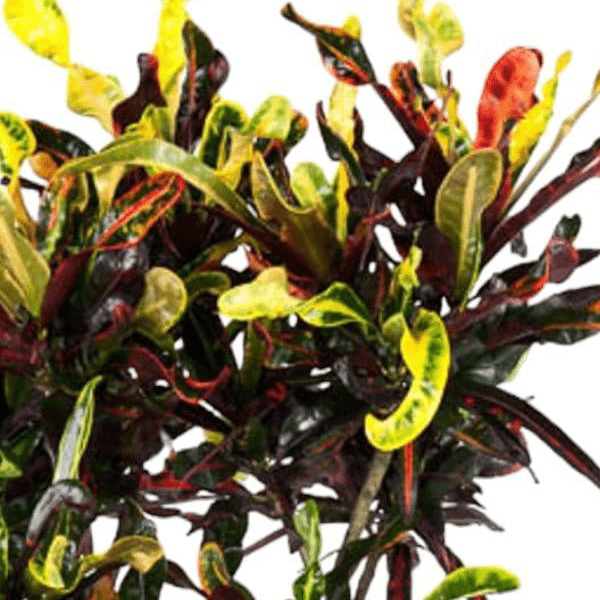 Codiaeum Mammi vertakt 2 - LushLeaf | Online planten bestellen