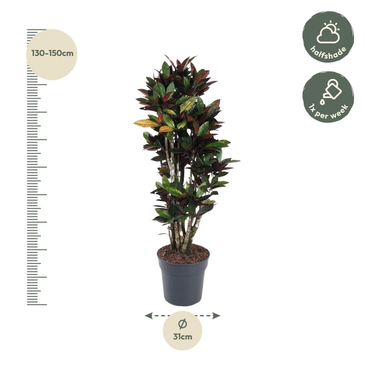 Codiaeum Mrs Iceton vertakt 4 - LushLeaf | Online planten bestellen