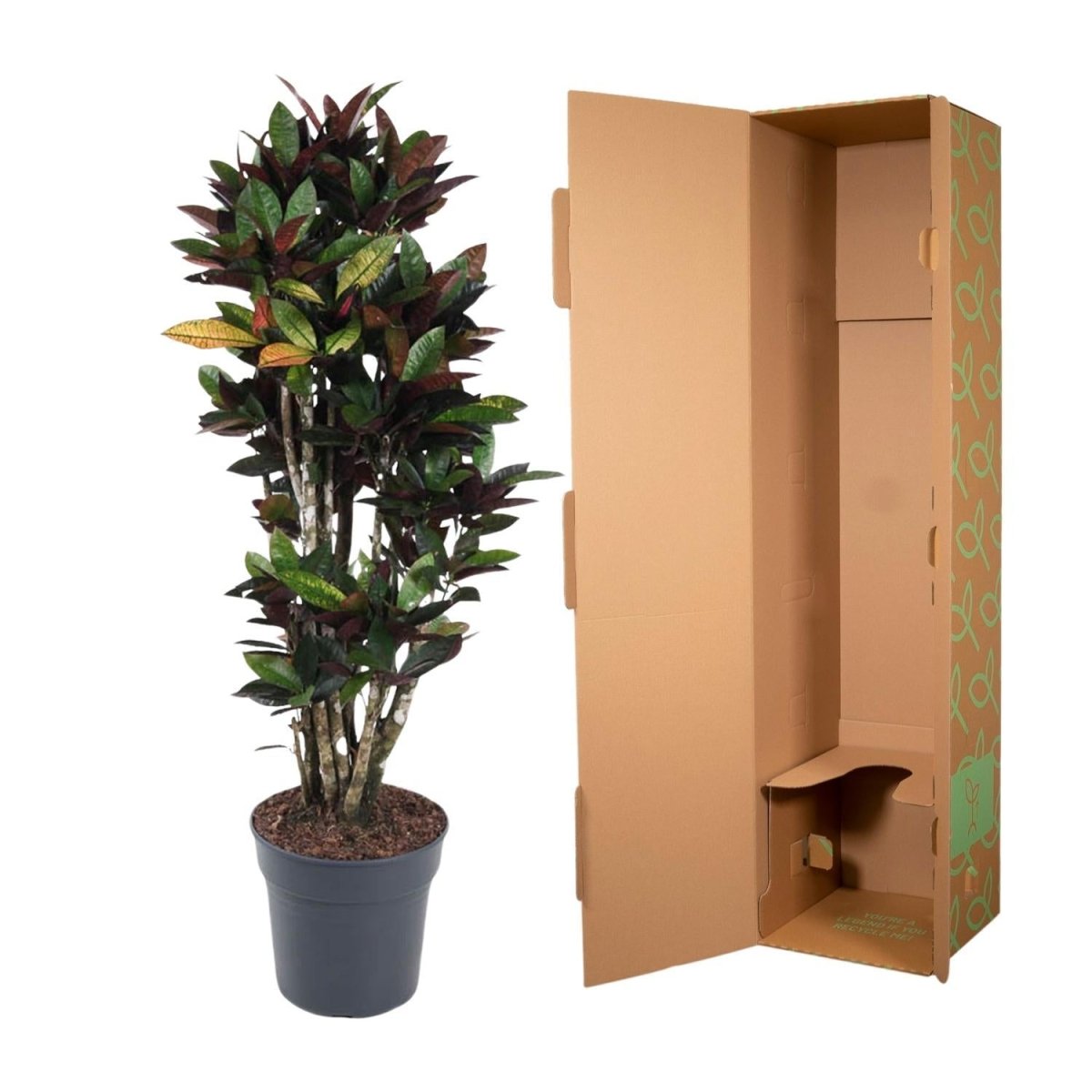 Codiaeum Mrs Iceton vertakt 5 - LushLeaf | Online planten bestellen