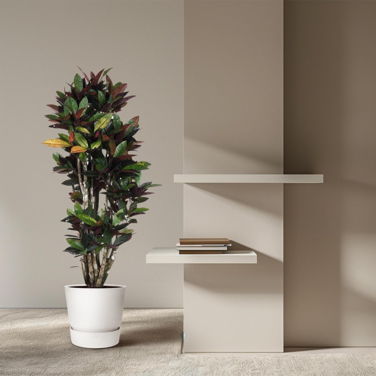 Codiaeum Mrs Iceton vertakt 3 - LushLeaf | Online planten bestellen